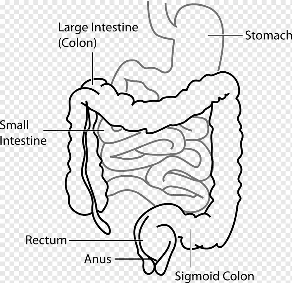 Отделы толстого кишечника схема