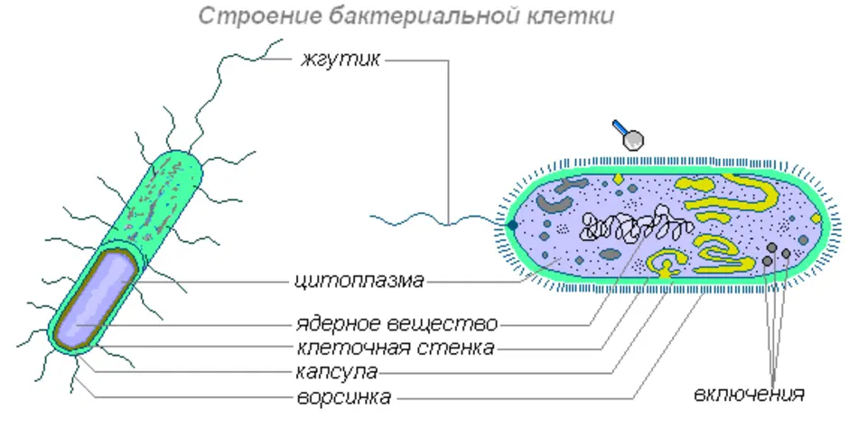 У бактерий активный образ жизни. Строение бактериальной клетки биология. Структура бактериальной клетки рисунок. Строение бактерий бактерий. Строение клетки бактерии 5 класс биология.
