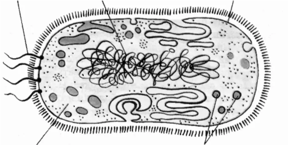 Строение клетки бактерии рисунок. Схема строения бактериальной клетки без подписей. Подпишите органоиды бактериальной клетки 5 класс. Бактериальная клетка рисунок без подписей.