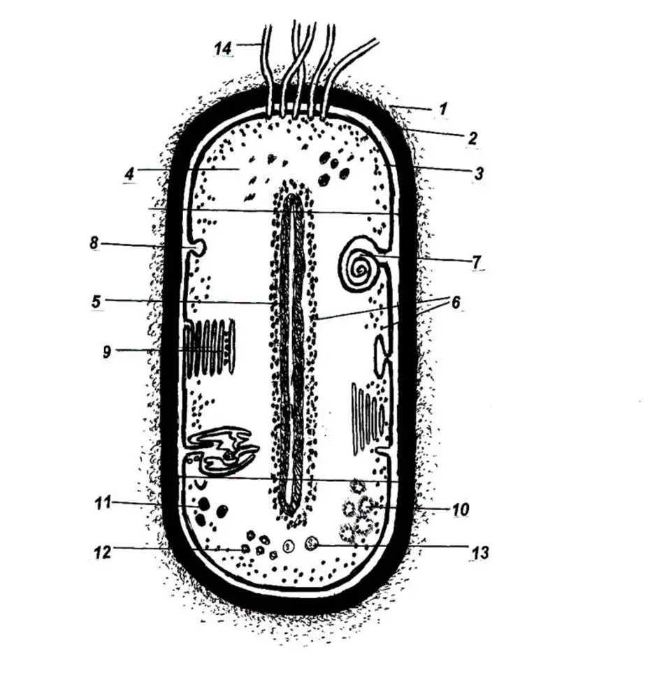 Прокариоты клетка рисунок. Прокариотическая клетка bacteria. Структура бактериальной клетки схема. Строение бактериальной клетки рис. Схематическое изображение строения бактериальной клетки.