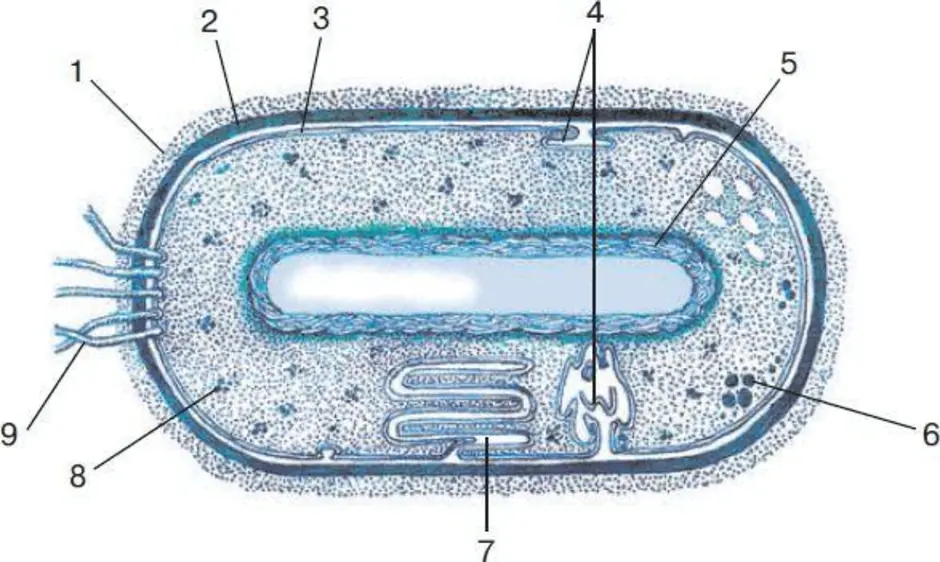 Тест строение бактерий. Структура прокариотической клетки. Строение прокариотической клетки рисунок 10 класс. Строение прокариотической клетки 10 класс. Прокариотическая клетка схема.