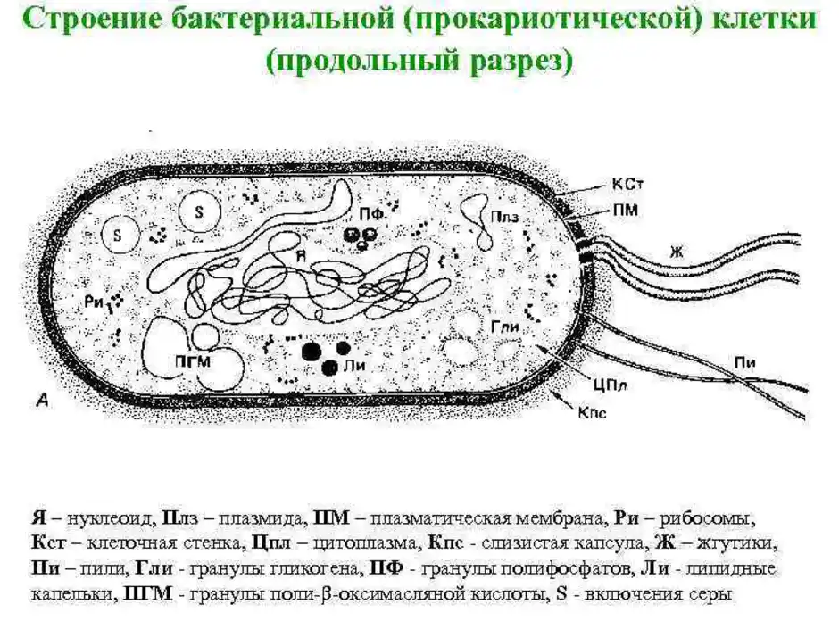 Какое строение у бактерий. Строение бактериальной клетки прокариот. Строение прокариотической клетки бактерии. Схема строения прокариотической клетки рисунок. Схема строения прокариотической бактериальной клетки.