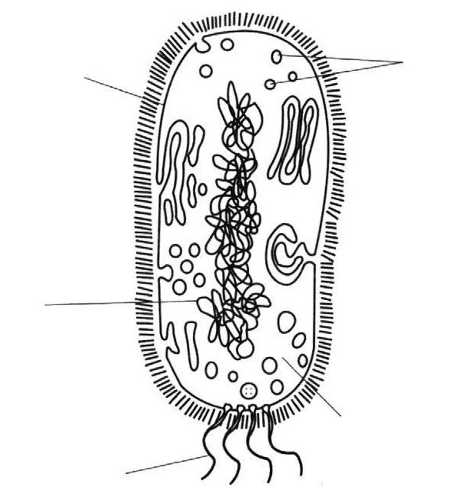 Прокариоты рисунок. Строение прокариотической клетки бактерии. Строение бактериальной клетки биология. Строение бактериальной клетки 6 класс биология рисунок. Строение бактериальной клетки карандашом.