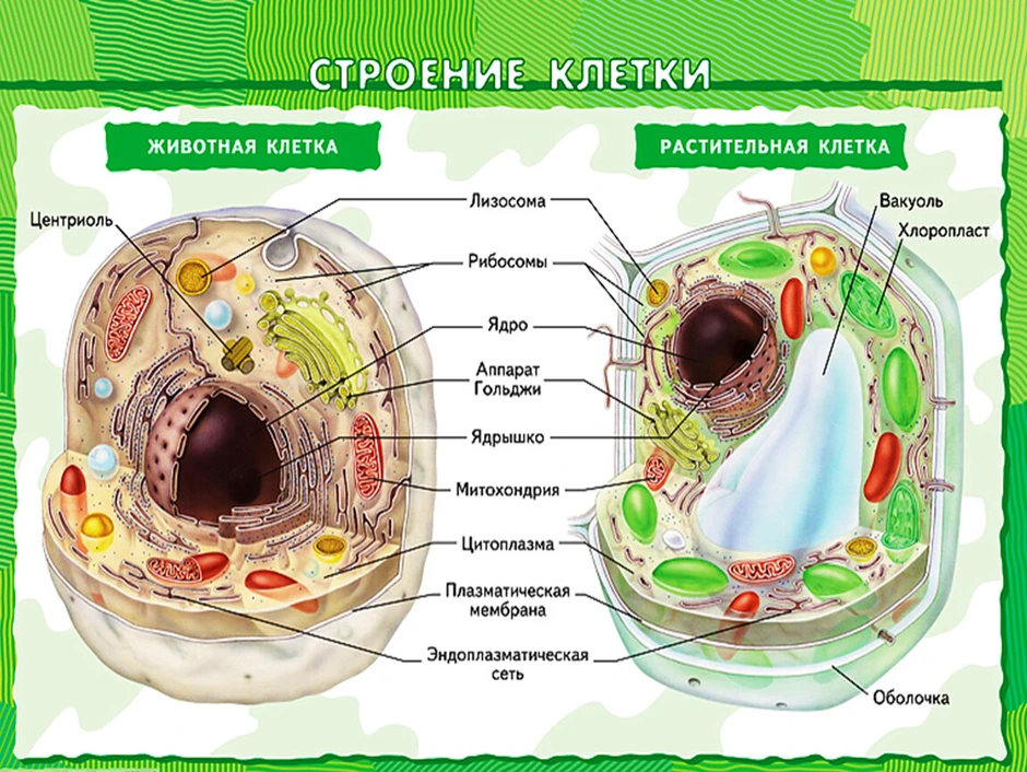 Строение клетки 6 класс биология рисунок с подписями