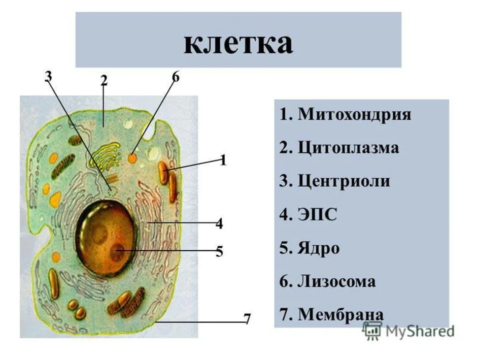 Строение животной клетки картинка