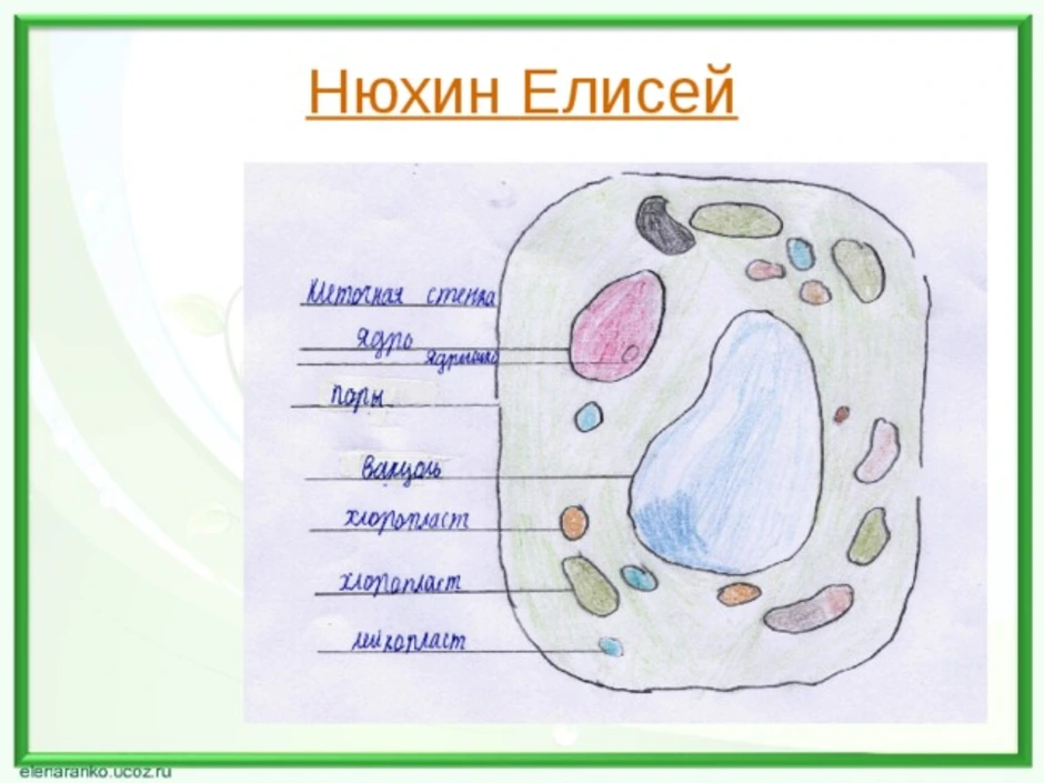 Строение клетки 5 класс рисунок с подписью с определениями