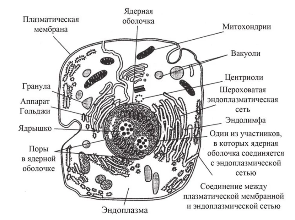 Составляющие любой клетки. Схема эукариотической клетки животного. Схема строения эукариотной клетки. Схема строения животной клетки эукариот. Схема строения эукариотической клетки схема.