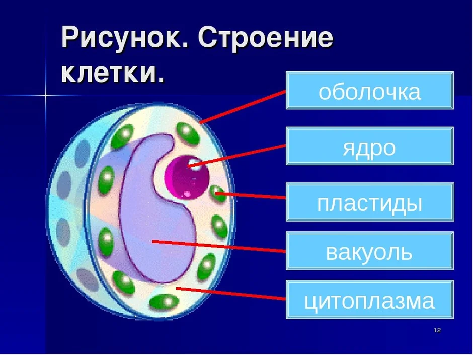 Клетка человека рисунок