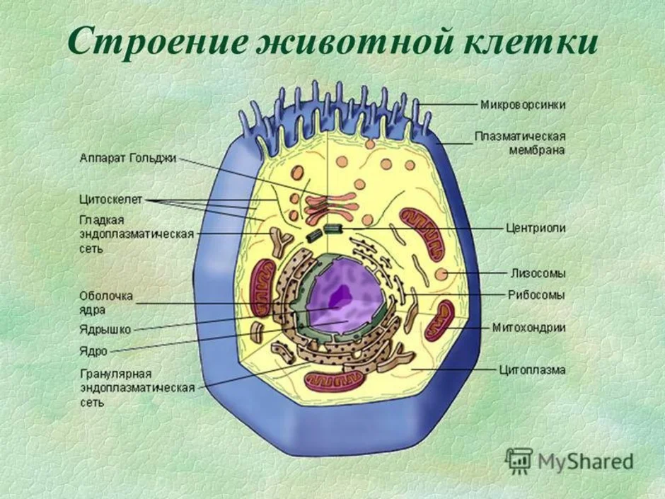 К какому царству относится организм схема строения клетки