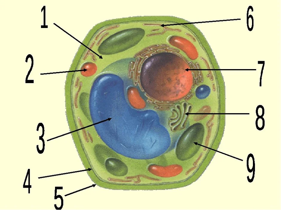 Строение клетки фото 5 класс