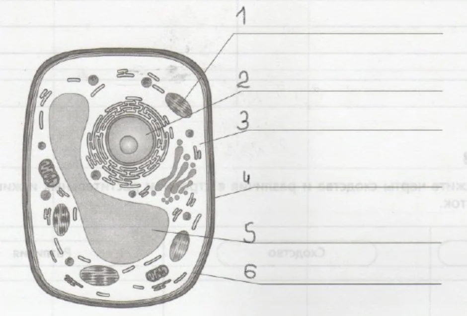 Схема строения клетки 5 класс