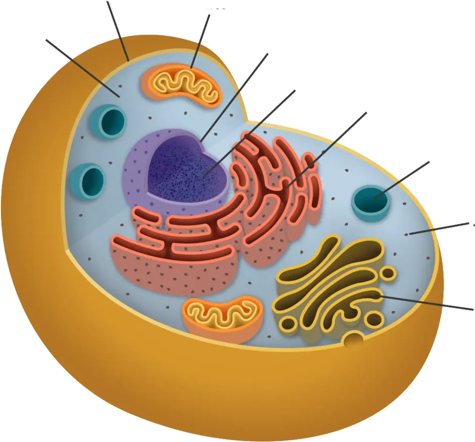 Клетка тела рисунок. Cell structure. Клетка человека рисунок. Строение клетки. Клетка внутри.