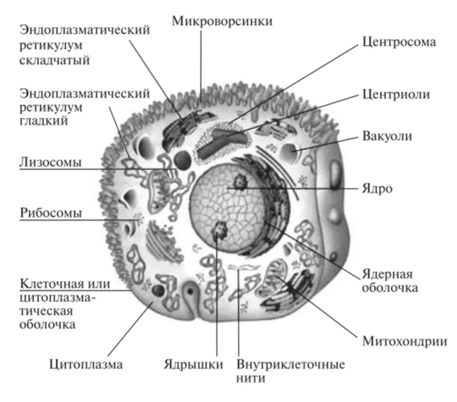 В состав эукариотической клетки входят. Схема строения эукариотической клетки рисунок. Строение эукариотической животной клетки. Строение клетки эукариот схема. Строение эукариотических клеток схема.