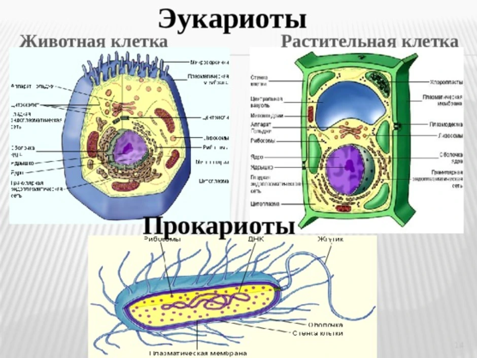 Дайте обозначение прокариоты и эукариоты. Строение эукариотической клетки растения рисунок. Строение эукариотической клетки и прокариотической клетки. Строение клетки эукариот растений. Схема клетки эукариот.