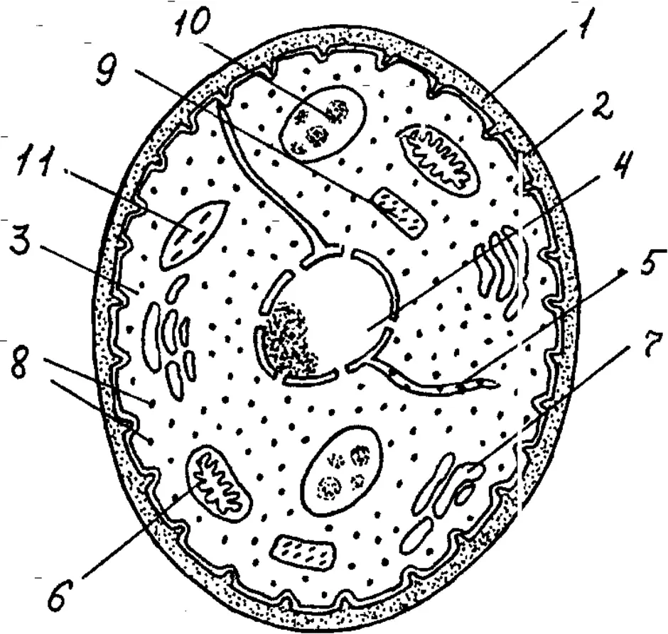 Рисунок лизосом клетки. Строение лизосомы эукариотической клетки. Лизосомы эукариот строение. Эукариотическая клетка лизосомы строение. Схема лизосомы клетки.