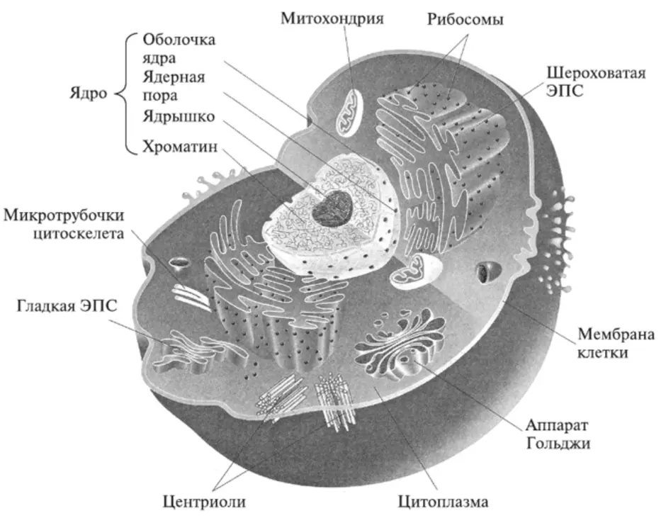 Ядро процесс биология. Строение ядра клетки эукариот. Строение эукариотической животной клетки. Схема ядра эукариотической клетки. Схема эукариотической клетки животного.