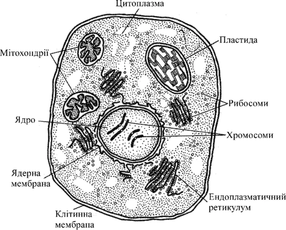 Клетка без цитоплазмы. Строение эукариотической растительной клетки. Строение клетки эукариотическая клетка. Строение эукариотической клетки. Схема строения эукариотической клетки.