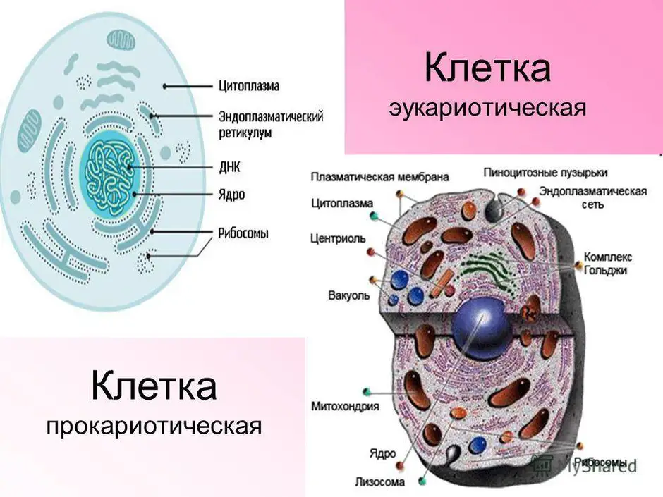 Эукариотическая клетка рисунок