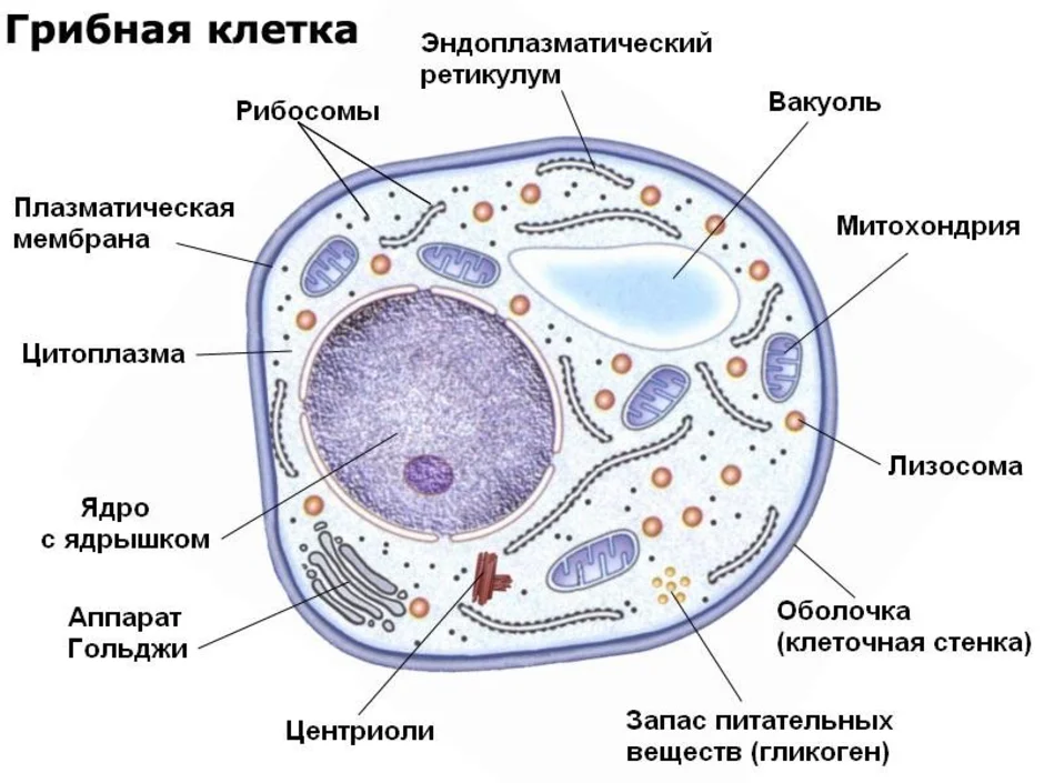 Схема клетки с органоидами