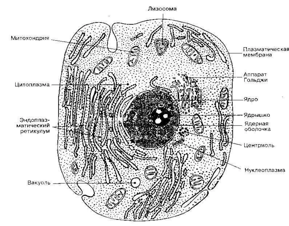 Ядро клетки схема. Схема строения эукариотической клетки. Схема ядра эукариотической клетки. Строение эукариотической клетки животного. Строение эукариотических клеток схема.