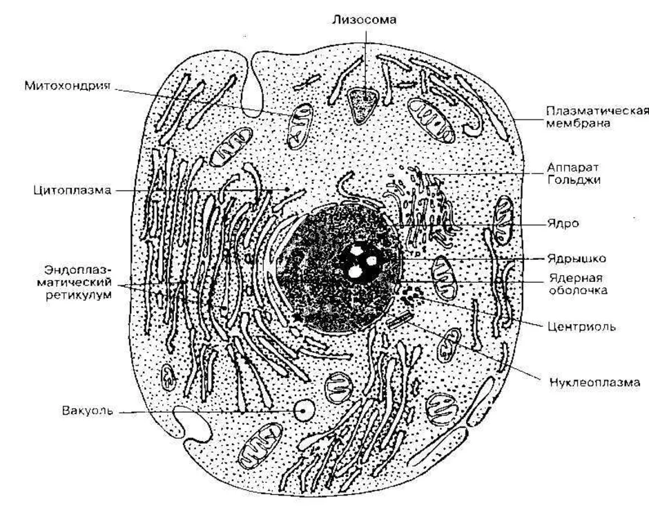 Клетка рисунок с подписями. Схема ядра эукариотической клетки. Строение эукариотической клетки рисунок. Строение эукариотической клетки черно-белые. Ядро эукариотической клетки рисунок.