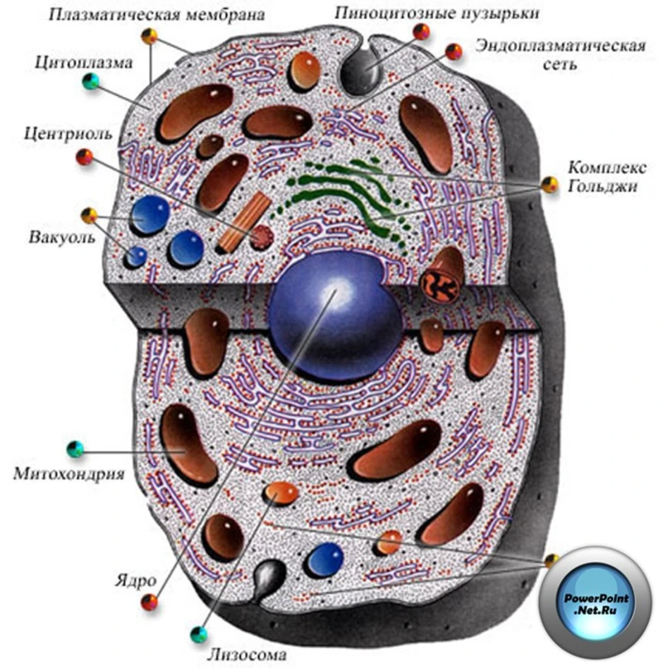 Клетка эукариот рисунок