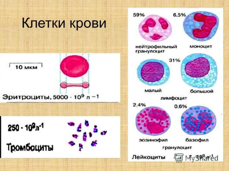 Рисунок эритроцита. Клетки крови эритроциты лейкоциты тромбоциты рисунок. Строение клеток крови рисунок.
