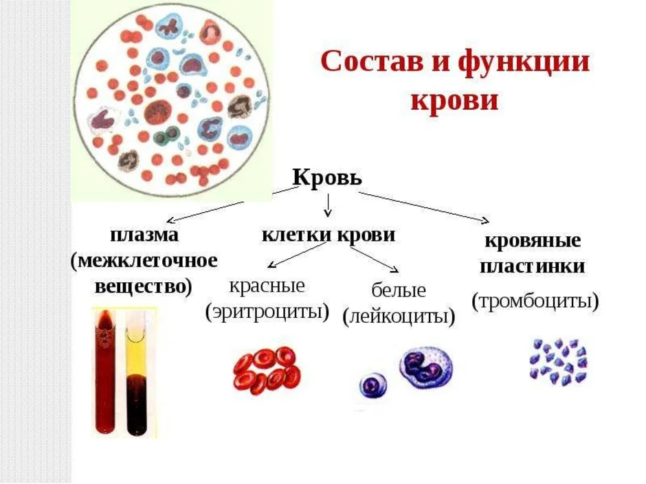 Элементы белой крови. Кровяные клетки эритроциты лейкоциты тромбоциты схема. Схема форменные элементы крови эритроциты лейкоциты тромбоциты. Кровь строение и функции крови. Лейкоциты эритроциты тромбоциты в крови рисунок.