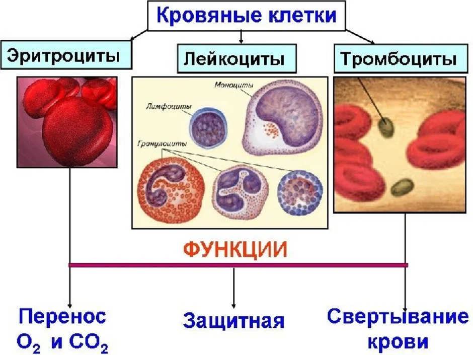 Схема клеток крови. Эритроциты лейкоциты тромбоциты рисунок. Схема эритроцитов лейкоцитов тромбоцитов. Рисунок клеток крови ,эритроциты тромбоциты. Клетки крови лейкоциты рисунок.