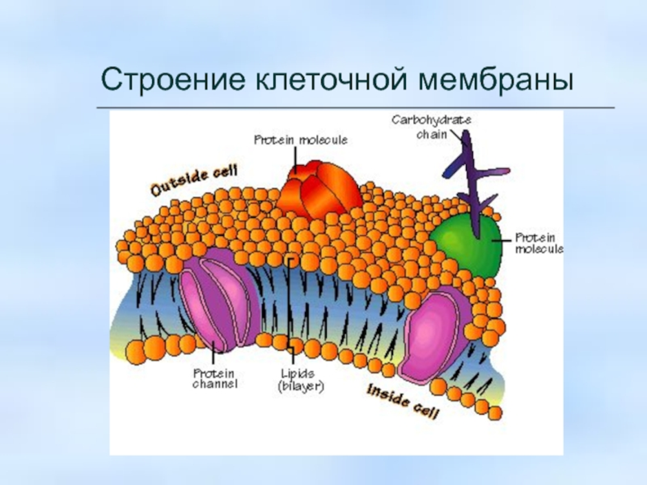 Рисунок оболочки клетки