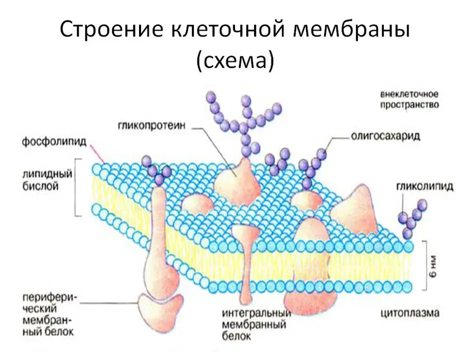 Какое вещество входящее в состав плазматической мембраны обозначено на рисунке цифрой 3