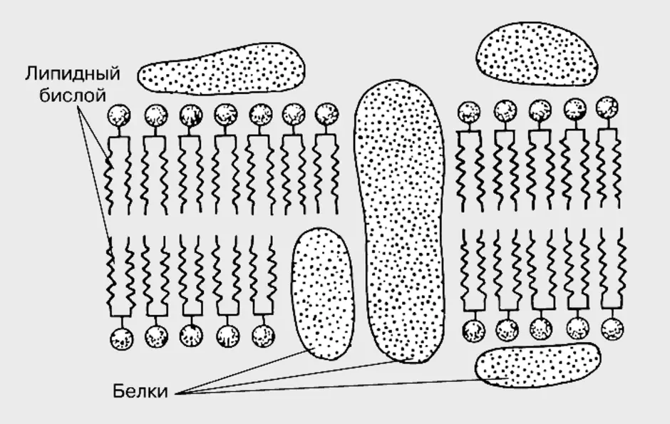 Мембраны клетки тест. Липидный бислой клеточной мембраны. Рисунок плазматической мембраны клетки. Схема строения клеточной мембраны. Клеточная мембрана рисунок схематично.
