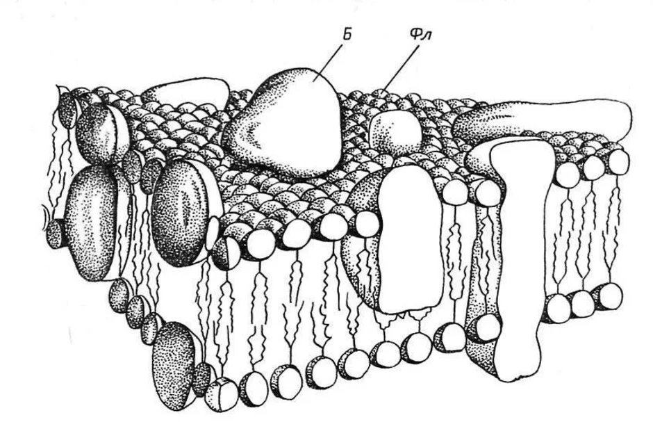 Строение мембраны рисунок. Мембрана строение плазмолемма. Клеточная мембрана плазмалемма. Биологическая мембрана и клеточная мембрана. Строение биомембраны растительной клетки.