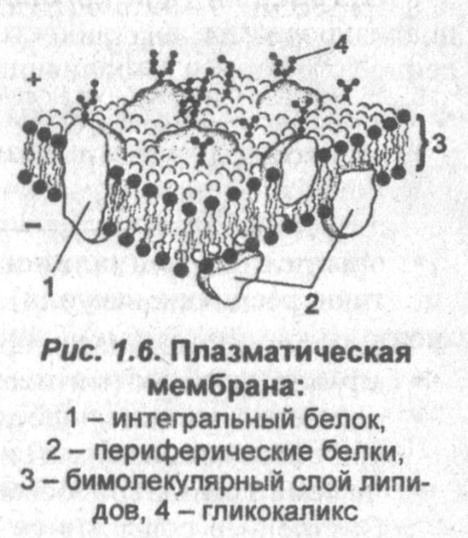 Схема плазмолеммы гистология