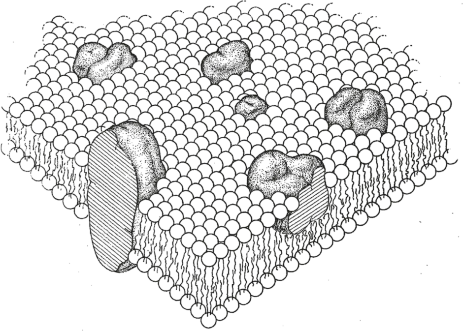 Строение биологической мембраны рисунок