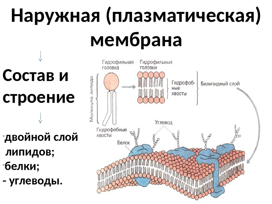 Рисунок наружной цитоплазматической мембраны