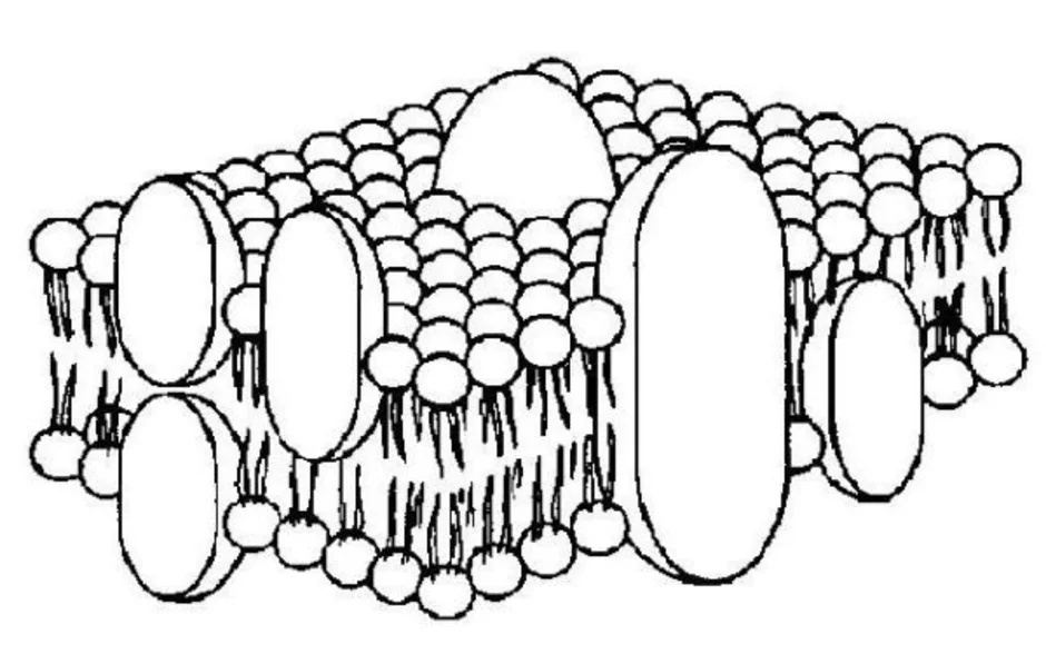 Строение биологической мембраны рисунок