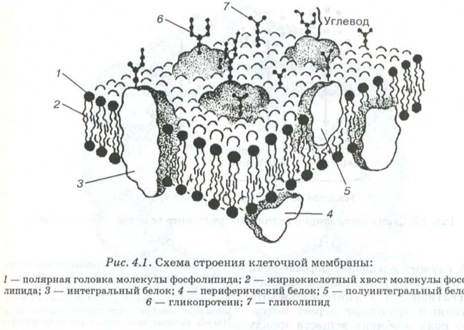 Изображенная на рисунке структура участвует. Схема строения плазматической мембраны. Структура цитоплазматической мембраны эукариотической клетки. Структура плазматической мембраны схема. Наружная клеточная мембрана плазмалемма строение.