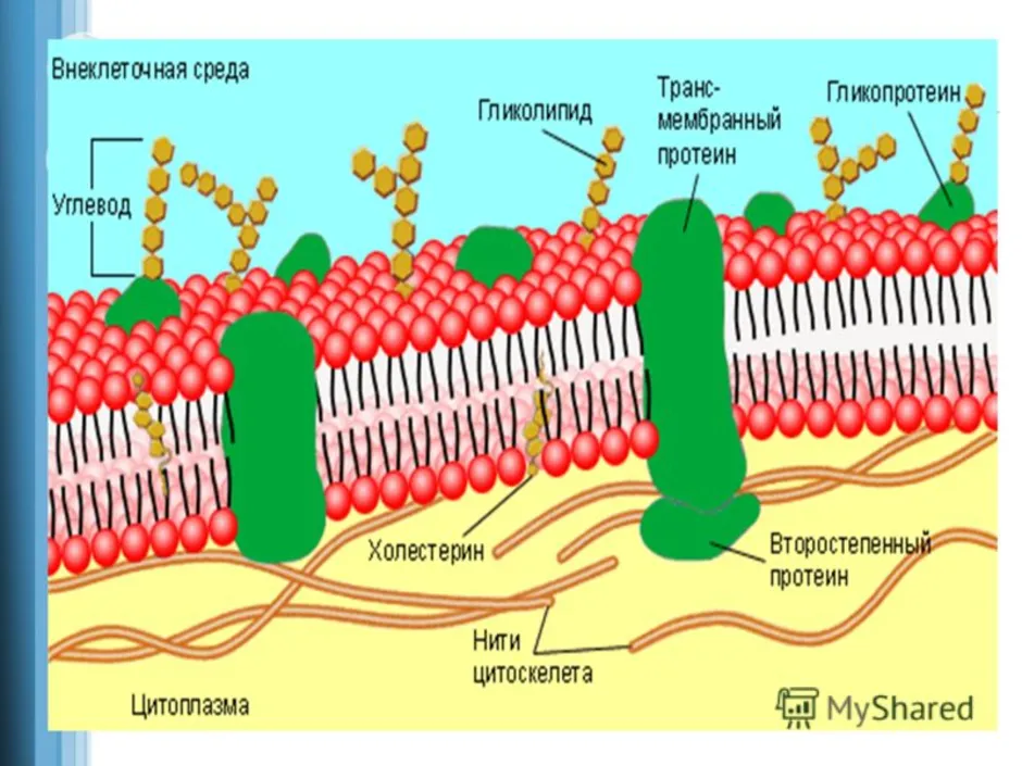 Клеточная мембрана схема
