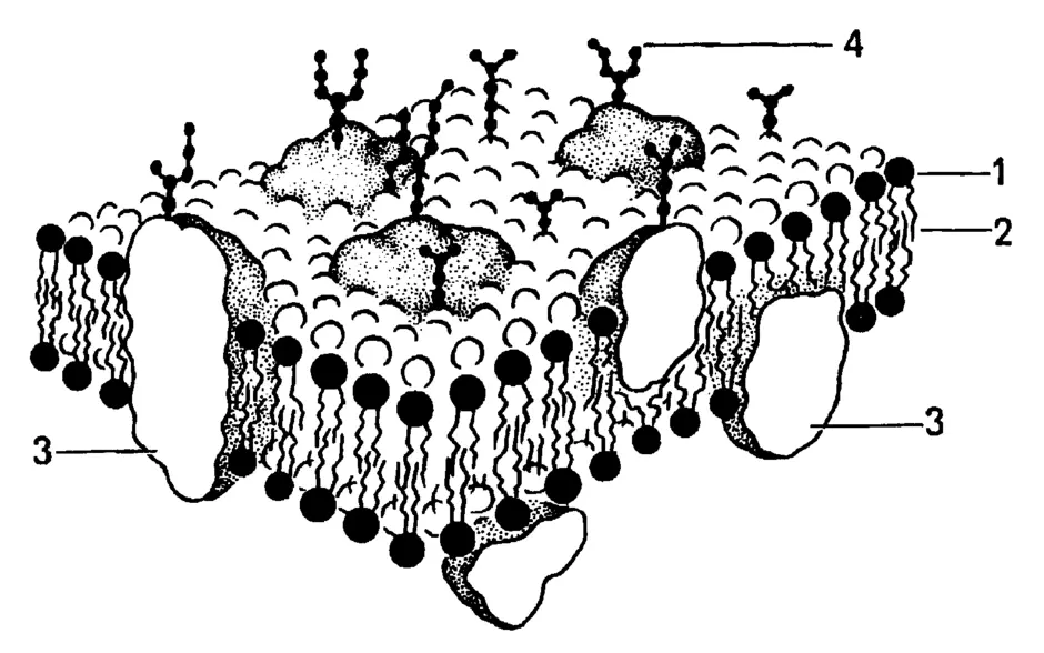 Схема строения биологической мембраны