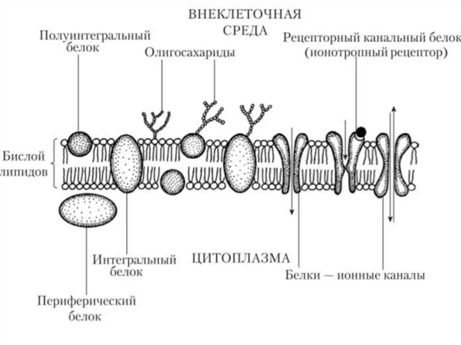 Клеточная мембрана схема