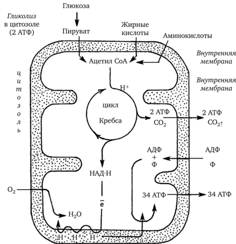 Последовательность этапов атф. Цикл Кребса схема в митохондриях. Клеточное дыхание схема ЕГЭ. Синтез АТФ В митохондрии клетки схема. Образование АТФ В митохондриях схема.