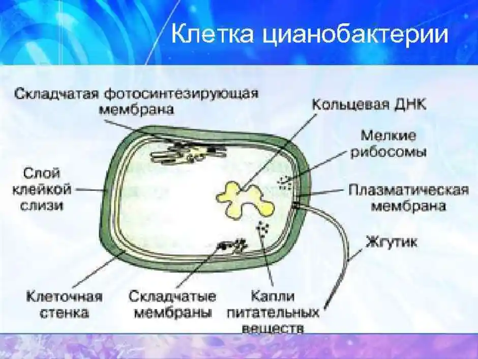 Клетка бактерий рибосомы. Цианобактерии строение клетки. Схема строения прокариотической клетки цианобактерий. Строение хлоропласта цианобактерий. Цианобактерии клеточная стенка.
