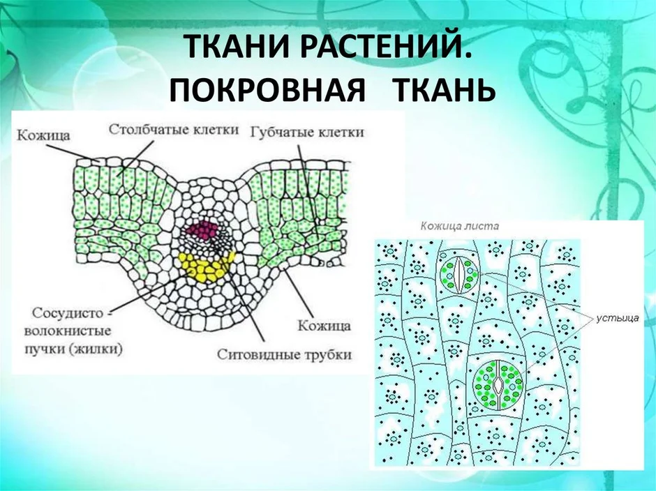 Основная ткань рисунок