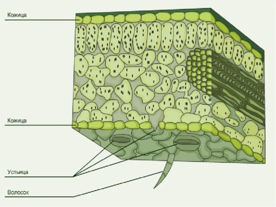 Внутреннее строение листа 5 класс биология рисунок