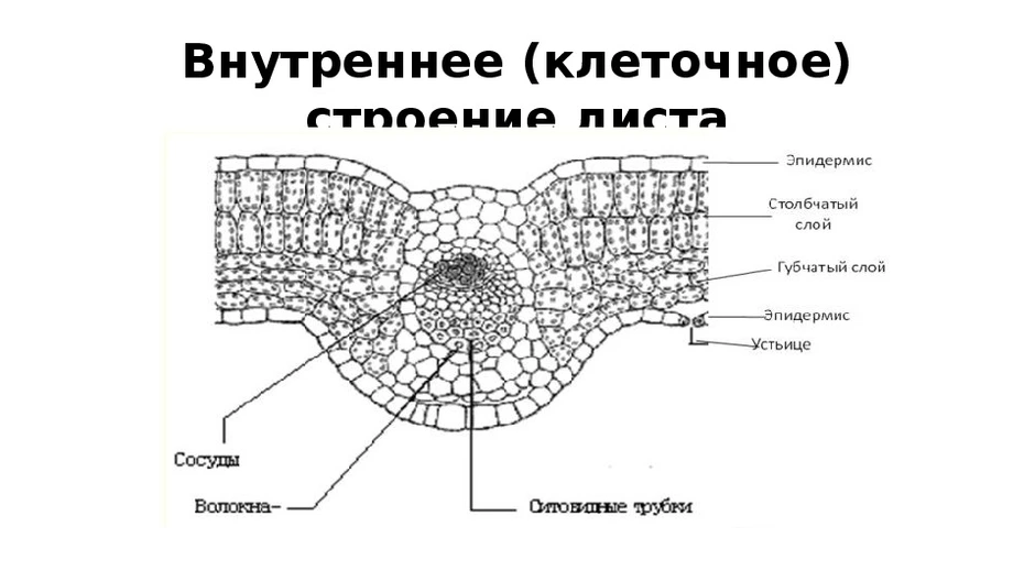 Строение листовой пластинки рисунок с обозначением