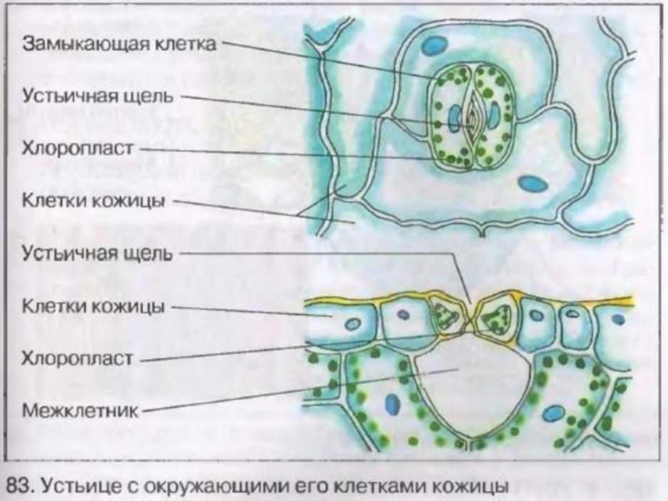 На рисунке изображено поперечное сечение листа растения рассмотри рисунок и дополни текст устьице