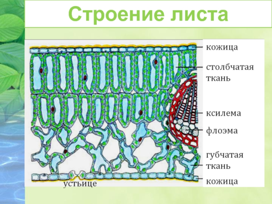 Какой буквой на рисунке обозначена фотосинтезирующая ткань