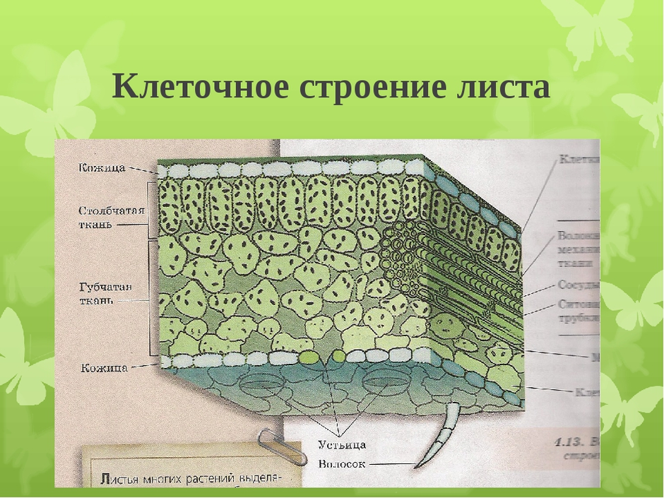 Поперечное сечение листа рисунок с подписями