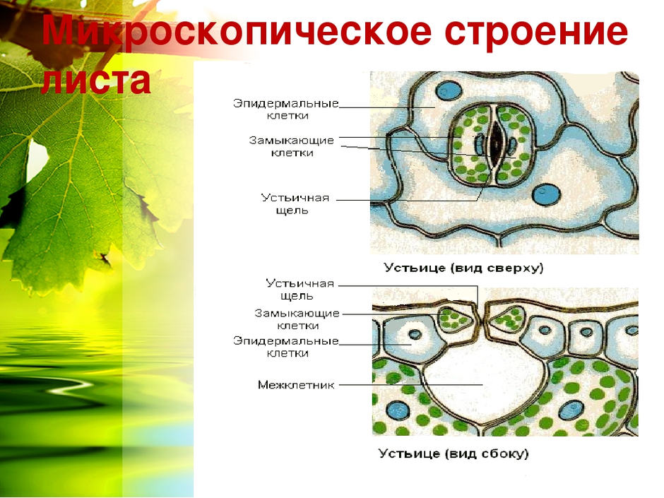 Ткани листа картинка